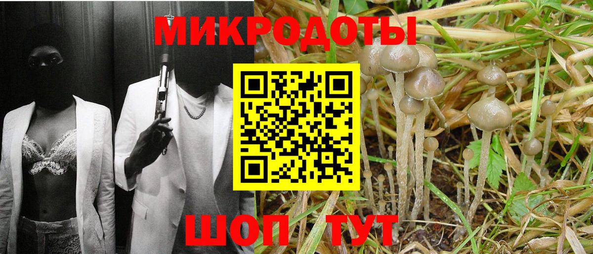 Псилоцибиновые грибы Psilocybe Заречный
